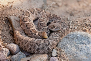 rattlesnake